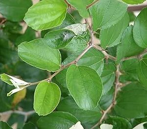ilanthai leaves